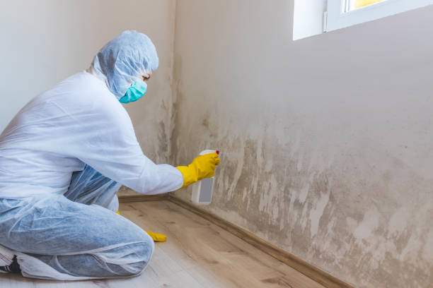 Licensed Mold Remediation service in Rumson, NJ - WQB Mold Removal